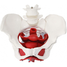 Female Pelvic Muscles and Organs